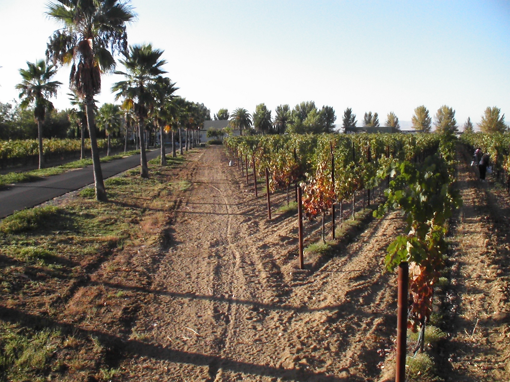 vineyard